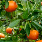 A orange tree filled with fruit.