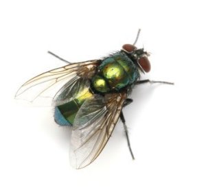 House Fly