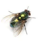 House Fly