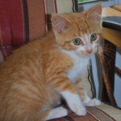 Ginger the Orange Kitten on a Striped Chair