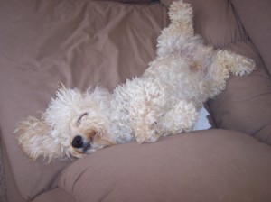 A happy dog on a couch.