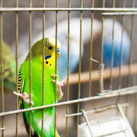 Green and yellow bird in a birdcage.