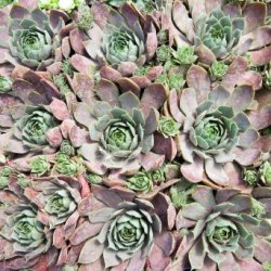 Closeup of hen and chicks.