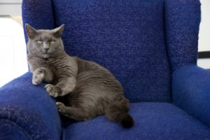 Grey Cat Sitting on Blue Chair