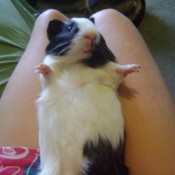 Baby the Guinea Pig Sitting on a Lap