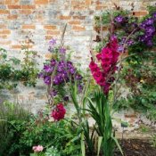 Gladiolus in a walled English garden.