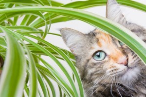 Calico cat peering through the leaves of a houseplant