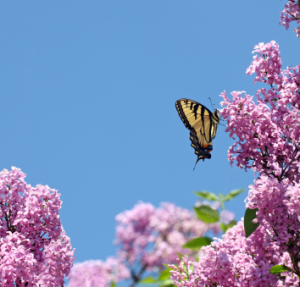 A butterfly on a lilac bush.