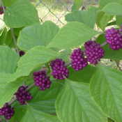 Purple Beauty Berries on Bush