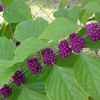 Purple Beauty Berries on Bush