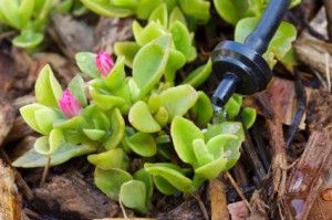 Drip Irrigation System Watering Flowers