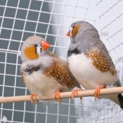 A pair of zebra finches in a cage.