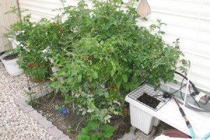 Small area vegetable garden surrounded by gravel.