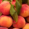 A pile of ripe juicy peaches from the farmer's market.
