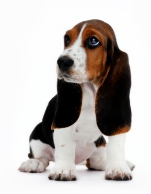 Cleaning Your Dog's Ears, A basset hound puppy with long brown ears.