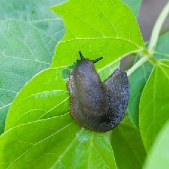 Leaf Slug