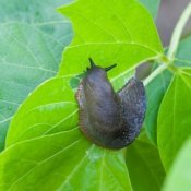 Slug on leaf.