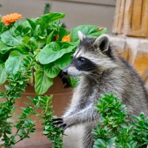 garden raccoons raccoon keeping raiding flower keep start them bandits awfully generally however ways looking