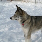 Anook in the Snow