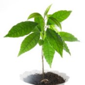 Plant in white pot against white background