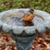 Robin splashing in cement flower shaped birdbath