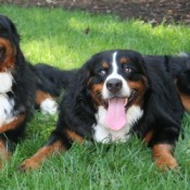 Charlotte the Dog with Dog Friend