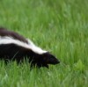 Skunk in the Grass