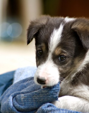 A cute puppy ready for adoption