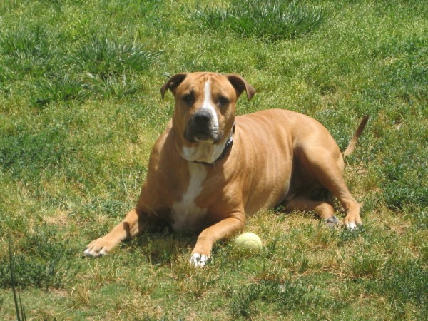 Johanne Laying in the Grass