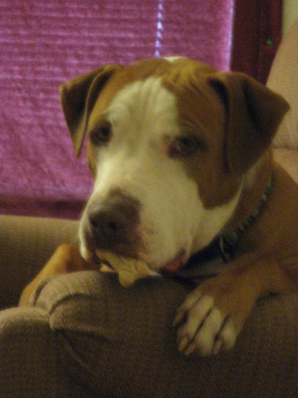 Sebastian on the Arm of a Couch
