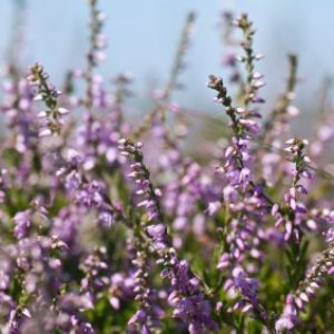Purple flowering heather against a blue sky.