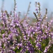 Purple flowering heather against a blue sky.