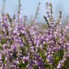 Purple flowering heather against a blue sky.