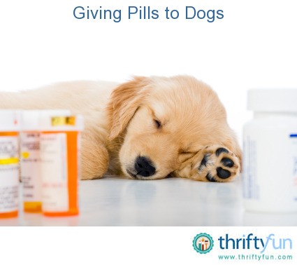 Can I Give My Dog Pill In Hot Dog Can I Give My Dog Pill In Hot Dog