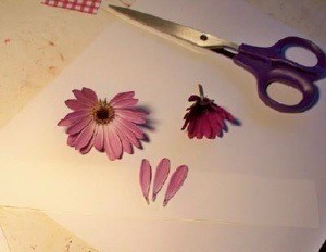Daisy with 3 petals taken off
