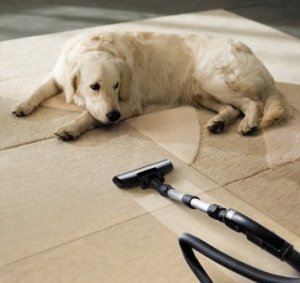 Dog and Vacuum