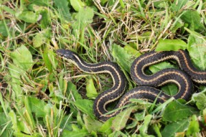 A garter snake in grass.