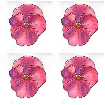 Pink Pansies Drawing