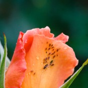 Rose Bud With Aphids on it