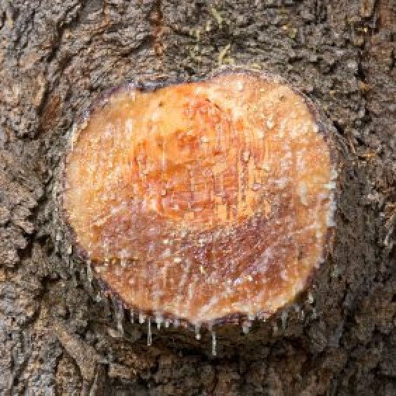 How To Remove Pine Tree Sap From Clothing