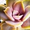 Closeup Picture of Succulent Garden