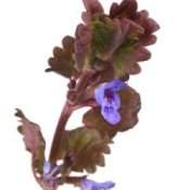 Closeup of blue flowering creeping charlie.