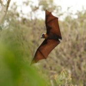 Bat flying over a field.