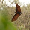 Bat flying over a field.