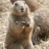 Closeup of a gopher.