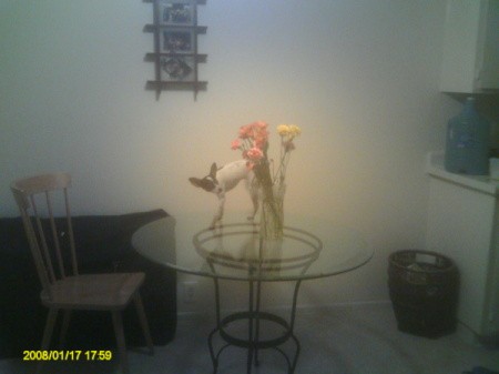 Millie the Dog Looking at Flowers on Table