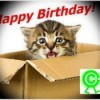 Happy Birthday Kitty