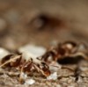 Closeup of Ants Eating Sugar