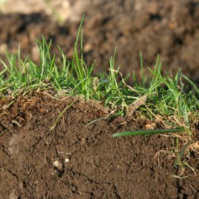 Clump of sod with dirt in the background.