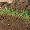 Clump of sod with dirt in the background.